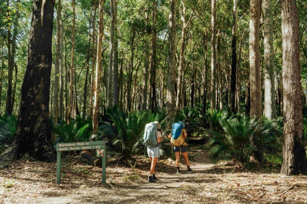 Burrawang walking track, Murramarang South Coast Walk. R Brand/ DCCEEW