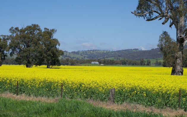 Canola is considered a potential feedstock for Australian production of sustainable aviation fuel. (robdownunder/FlickrCC)