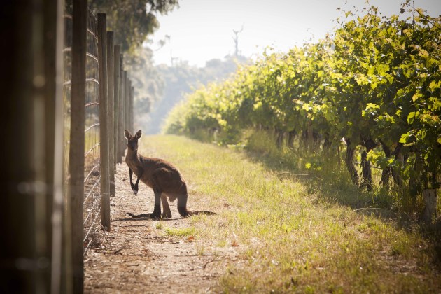 Cape Mentelle is a member of Sustainable Winegrowing Australia. It obtained Entwine accreditation for its sustainability program. Endeavour Wines acquired it from M&ouml;et Hennessy in January 2023.