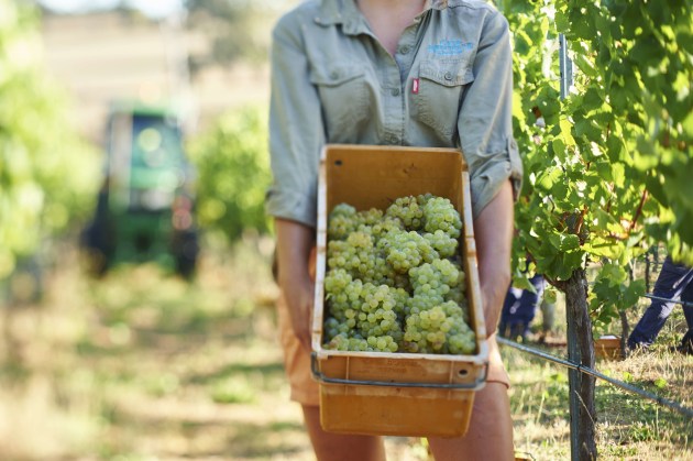 Cape Mentelle Winery pioneered many of the region's renowned wine styles. Its vineyards feature diverse plantings and operate with ingrained sustainability practices. Endeavour Wines acquired it from M&ouml;et Hennessy in January 2023.