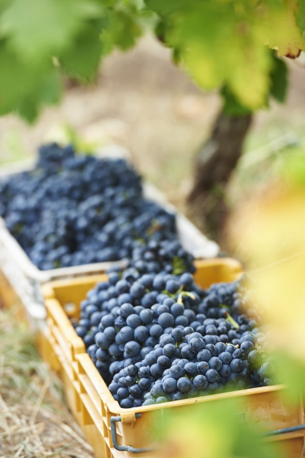 Cape Mentelle Winery pioneered many of the region's renowned wine styles. Its vineyards feature diverse plantings and operate with ingrained sustainability practices. Endeavour Wines acquired it from M&ouml;et Hennessy in January 2023.