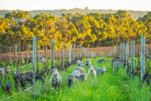 Cape Mentelle is a member of Sustainable Winegrowing Australia. It obtained Entwine accreditation for its sustainability program. Endeavour Wines acquired it from M&ouml;et Hennessy in January 2023.