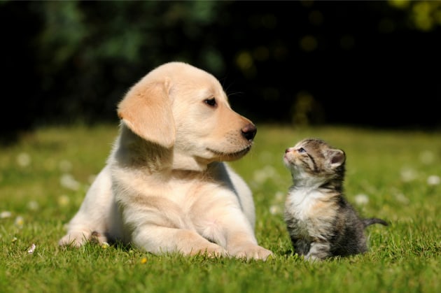 Woolworths has acquired 55 per cent of Australia's second largest pet food business, Petspiration.