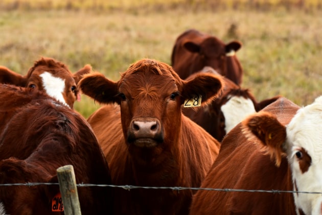 The Australian Beef Sustainability Framework (ABSF) has appointed three new members to its Sustainability Steering Group (SSG), adding extensive experience in the implementation of sustainable practices and connections to industry. Image: Getty