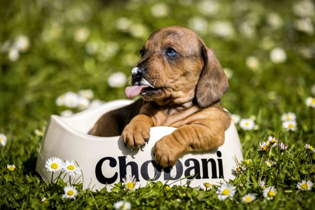 Chobani Australia has unveiled its first foray into pet food with a lactose-free and digestion-boosting yoghurt for dogs, Daily Dollop. The plain, low-fat and lactose-free yoghurt is made with skim milk, lactase and live cultures so it is gentle on doggie tummies.