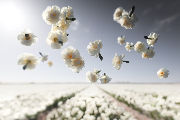 Cheerfulness. Image &copy; Claire Droppert