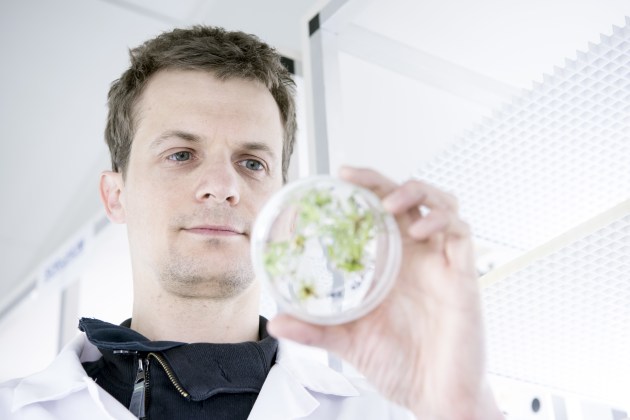 Scientists from CSIRO have worked with agricultural innovation company, Nufarm, to increase oil yield from plants. This breakthrough will help advance the production and use of biofuels, such as sustainable aviation fuel. Pictured is Dr Thomas Vanhercke, who has been working on the project for more than a decade.
Source: CSIRO