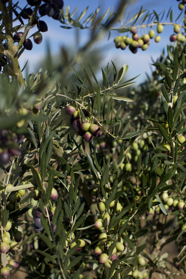 Olives from Cobram Estate's Boort farm. (Image: CBO)