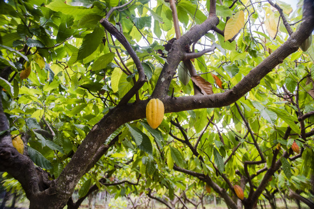 Mars Wrigley is working with James Cook University at a research plot in Far North Queensland to unearth sustainable cocoa production methods. Image: Mars Wrigley