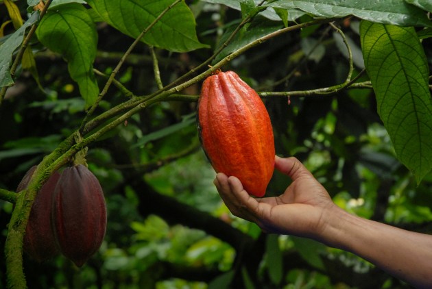Ferrero has released its 14th Sustainability Report, detailing how the company is protecting the environment, sourcing ingredients sustainably, promoting responsible consumption and empowering local communities.
