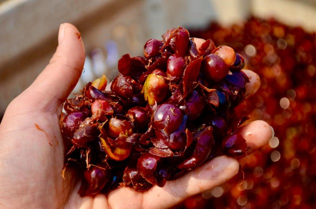 I Am Grounded co-founders Vanessa Murillo and Lachlan Powell are changing the way we look at coffee &ndash; as a food. Coffee fruit by-product is being upcycled into new products such as snack bars and superfood bites.