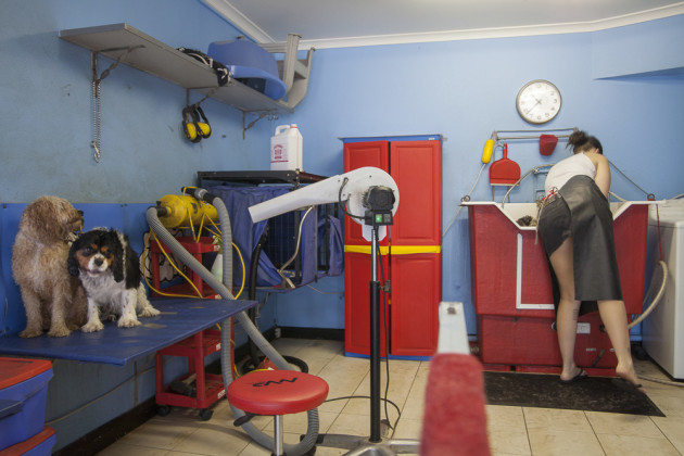 Dog Groomers Inner West - Friday afternoon at Dog Groomers Inner West, 558 Parramatta Rd, Petersham. &copy; Lyndal Irons.