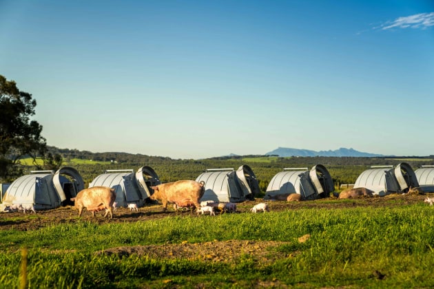Craig Mostyn's Amelia Park piggery.