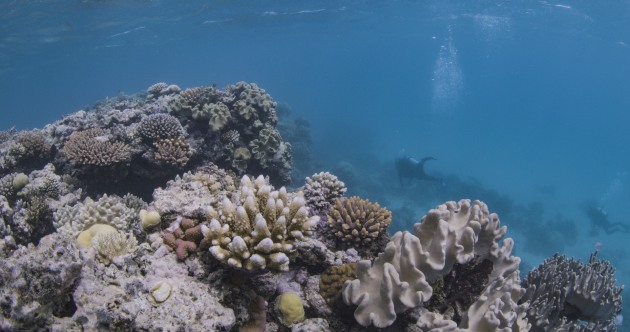 Diageo Australia&rsquo;s new drinks brand Reeftip Drinks Co. is staking a claim in the growing spiced rum category while meeting corporate responsibility goals in its partnership with the Coral Nurture Program. (Image: Coral Nuture/Christian Miller)