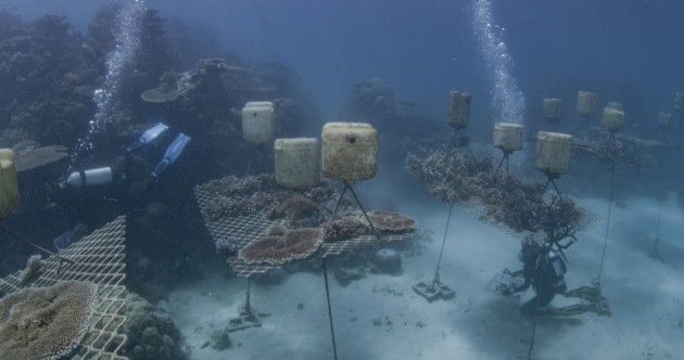 Diageo Australia&rsquo;s new drinks brand Reeftip Drinks Co. is staking a claim in the growing spiced rum category while meeting corporate responsibility goals in its partnership with the Coral Nurture Program. (Image: Coral Nuture/Christian Miller)