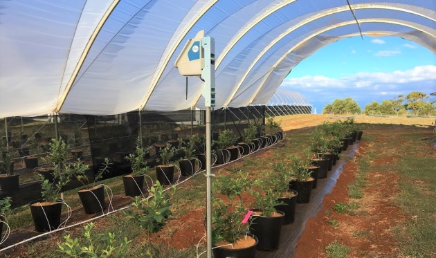 The Yield technology node at a Costa Group polytunnel.