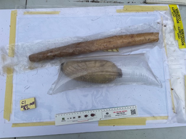 Biosecurity officers secured approximately 38 tonnes of risk material&mdash;including boxes of turtle meat, frog meat, plant products, avian meat, pig meat, beef meat, and raw prawns. Image: DAFF
