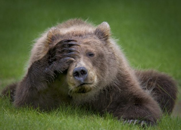 Coastal Brown Bear Cub with headache. &copy; Danielle D&rsquo;Ermo.