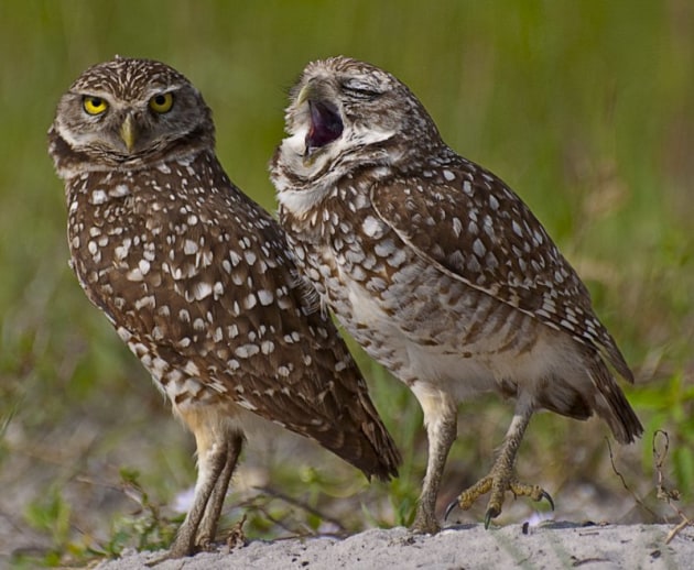 The Yawn. &copy; Danielle D&rsquo;Ermo.