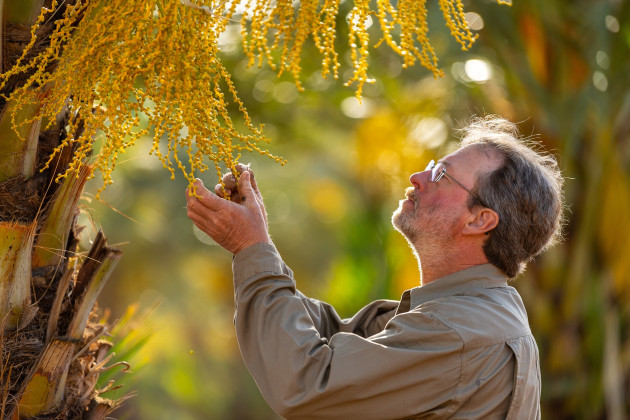 South Australian organic food producers of Medjool dates and strawberries are two of the recipients in the lastest funding round of Woolworths&rsquo; Organic Growth Fund.
Pic;Gurra Downs Date Company - Dave Reilly