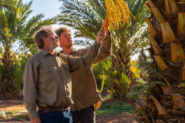 South Australian organic food producers of Medjool dates and strawberries are two of the recipients in the lastest funding round of Woolworths&rsquo; Organic Growth Fund.
Pic;Gurra Downs Date Company - Dave and Shaun Reilly