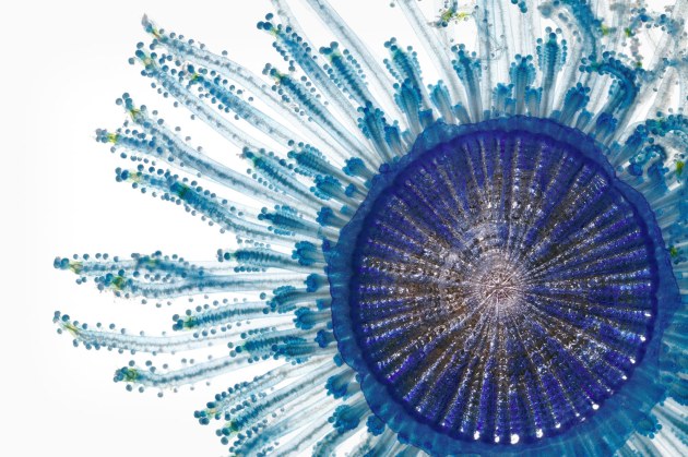 &copy; David Liittschwager. Common name: Blue Button, Scientific name: Porpita porpita.
A sunburst in blues, this jellyfish relative called a blue button isn&rsquo;t one organism but many, joined at the gas-filled hub that keeps the colony afloat. Each tentacle has a specialized role in the cooperative&mdash;catching prey, digesting, or reproducing. The pigment blocks ultraviolet rays. 
Photographed on board the NOAA Ship Oscar Elton Sette, Larval Billfish Survey off Kona, Hawaii, September 19, 2006.