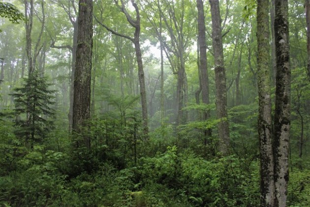 Forests: growing every year