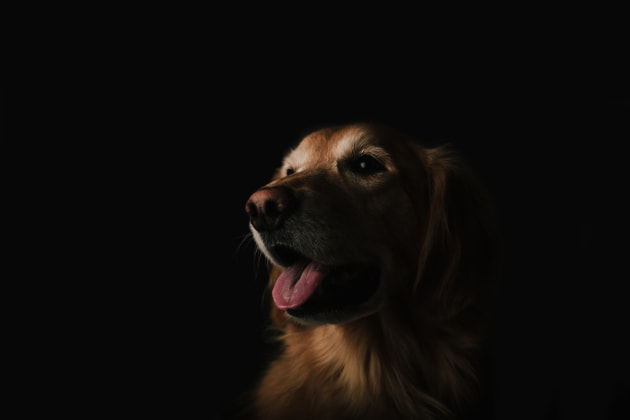 Operation K9 Dogs are accredited assistance dogs that provide companionship, comfort, support, independence and social interaction.
Unsplash