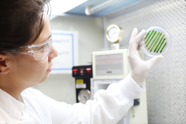UQ's Dr Melanie Oey inspects a petri dish of microalgae.