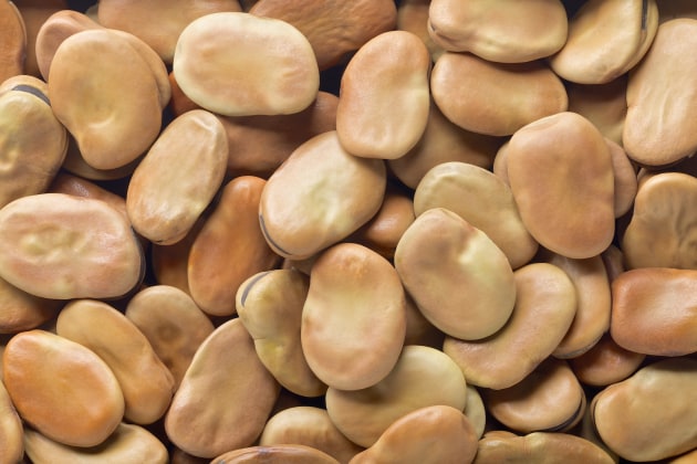 Integra Foods' new dry fractionation facility separates starches from proteins in faba beans to produce 15,000 metric tonnes of all-natural concentrates annually.