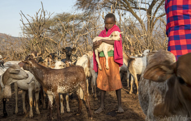 For pastoralists like the #Samburu, more grass means more food for their cattle&mdash;one reason indigenous communities have begun relating to elephants, animals long feared, in a new way. The loss of elephants has a ripple effect on other animals and the people co existing with them. Elephants are the ecosystem&rsquo;s &ldquo;engineers&rdquo; who feed on low brush and bulldoze small trees, promoting growth of grasses, which in turn attract bulk grazers like buffalo, endangered Grevy&rsquo;s zebras, eland, and oryx, themselves prey for carnivores: lions, cheetahs, wild dogs, leopards.

The Samburu are the force behind northern Kenya&rsquo;s Reteti Elephant Sanctuary (@r.e.s.c.u.e), the first ever community-owned and run elephant sanctuary in Africa. The sanctuary provides a safe place for injured elephants to heal and later, be returned back to the wild. &copy; Ami Vitale.