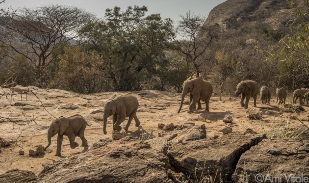 Orphaned baby elephants of the Reteti Elephant Sanctuary (@r.e.s.c.u.e) spent most of their day in the wild, learning to BE wild. They spend every day from 6am to 6pm in the wildness learning to graze, browse and be a part of the wild so that when it&rsquo;s time to re-introduce them, they will be prepared. &copy; Ami Vitale.