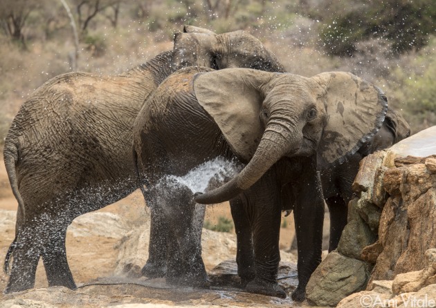 Wild elephants bath at a watering hole in #Namunyak Wildlife Conservancy. A feel-good dirt bath is just the thing in the heat of the day. A coating of soil helps protect sensitive elephant skin by acting as both sunscreen and insect repellent.  &copy; Ami Vitale.