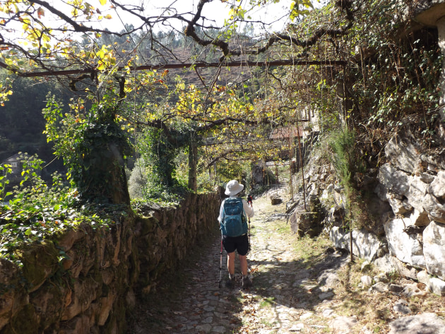 A typical cobbled laneway with vines. Image supplied