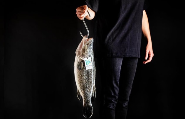 (Source: Aquna Sustainable Murray Cod)