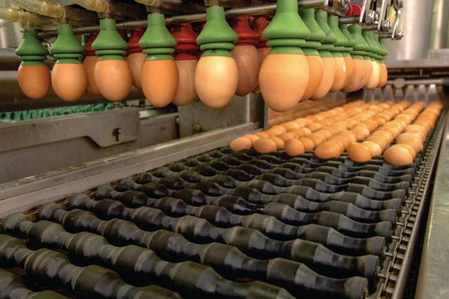 An E-Plas egg sorter in action.