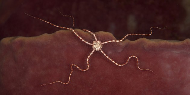 &copy; Diana Fernie APP. 2019 AIPP SA Signature Worthy Award. "During the day, brittle stars sleep curled up around gorgonians and other corals. As the sun goes down, they move rapidly hunting down small crustaceans and worms."