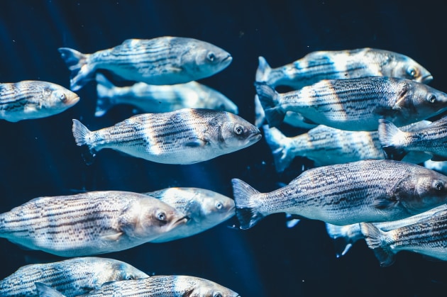PALS intends to take advantage of all outputs used by sea creatures to navigate their environment.
Pixabay