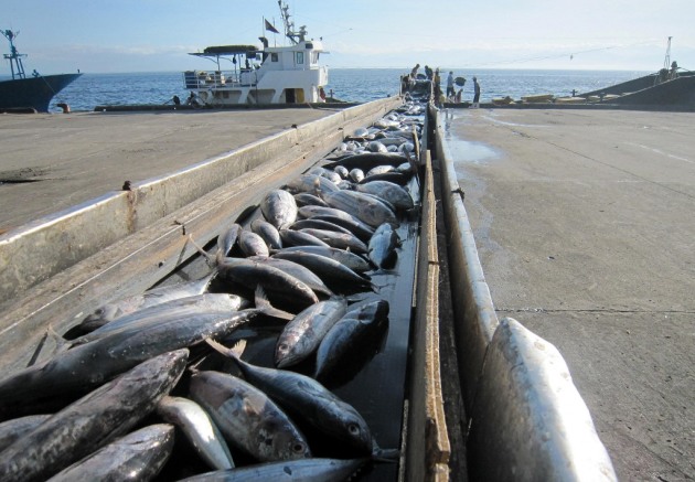 Tuna fishing