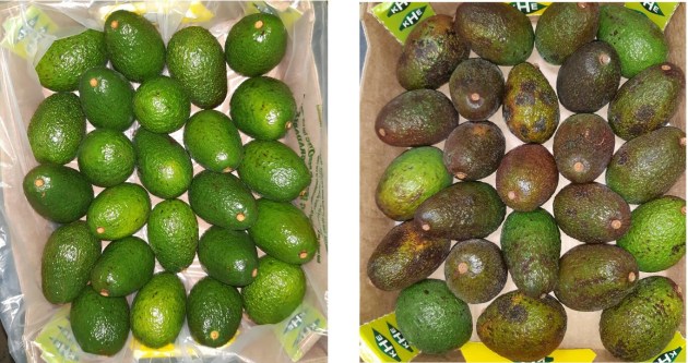Hass avocadoes packed in Flexfresh (left image) versus control delivery (right).