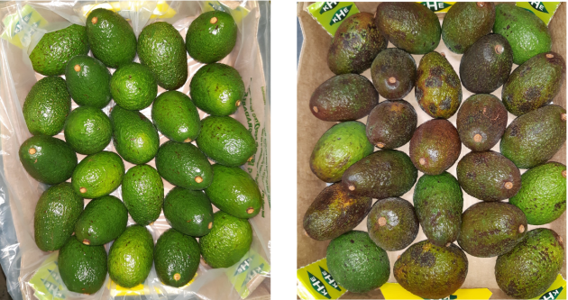 A fresh arrival: Hass avocadoes packed in Flexfresh (left image) versus control delivery (right).