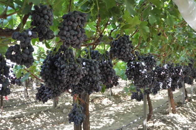 Perfection Fresh has taken full ownership of Fruit Master Australia after the exit of two key partners. Fruit Master is one of Australia&rsquo;s largest vertically integrated table grape businesses, with four farms in New South Wales, Victoria and Queensland.