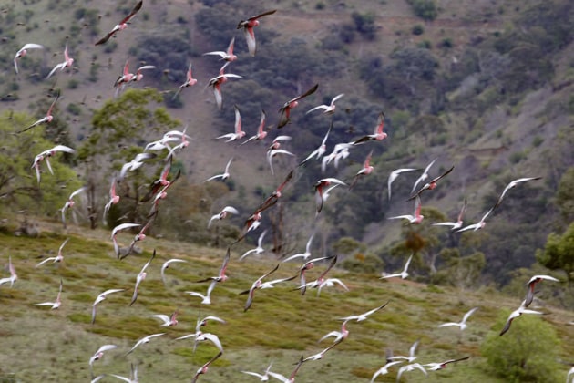 Of all the known species involved in birdstrikes on aircraft, Galahs are one of the most common. (Fir0002/Flagstaffotos)