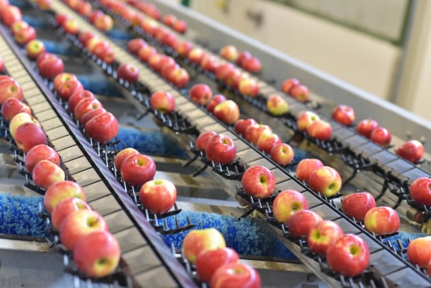 A new biosecurity protocol will allow for Australian apple producers to export to China from the 2026 season. 
Source: Getty Images