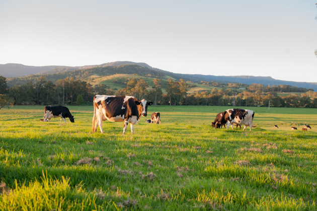 Since 2012, over a third of Australia&rsquo;s 6200 dairy farmers have left the industry. Clive Phillips from Curtin University Sustainability Policy Institute led a research project speaking to more than 140&nbsp;dairy farmers, which raises hard questions for the dairy industry and its future in Australia.
Source: Getty Images