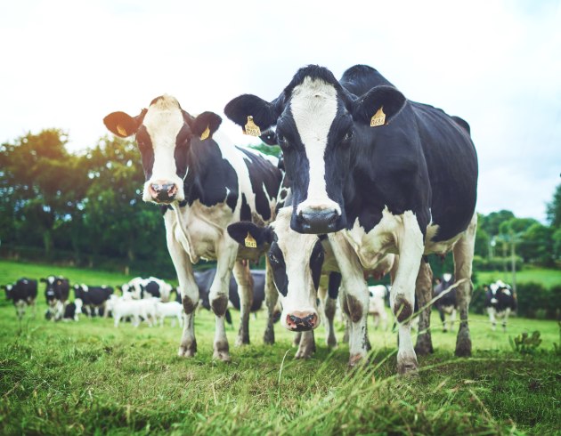 The Australian Bureau of Statistics' livestock product report shows a notable lift in the female slaughter rate for Australian cattle, which places the industry in a destock phase. 
Source: Getty Images