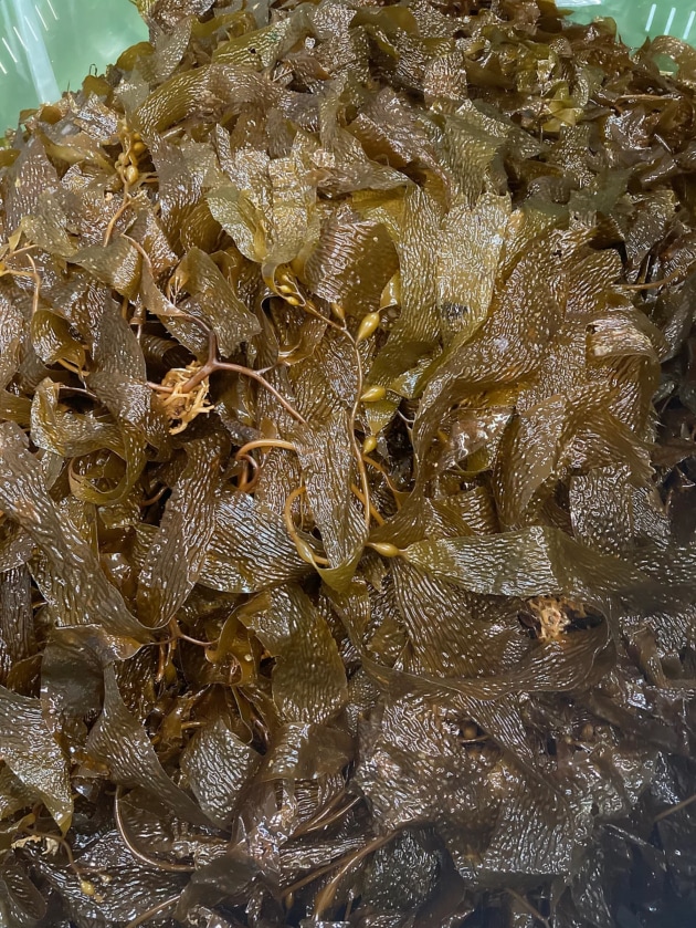 Giant kelp. Image: Copyright University of Tasmania.
A target of $100 million in production by 2025 is the catalyst for the newly formed Australian Sustainable Seaweed Alliance (ASSA). The federal government has also boosted its investment, injecting $59 million into the Marine Bioproduct Cooperative Research Centre over the next 10 years.