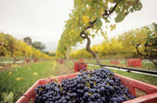 More than $68 million in federal funding for agricultural traceability systems could add more than $1 billion a year to the bottom line of farmers, GS1 Australia says.