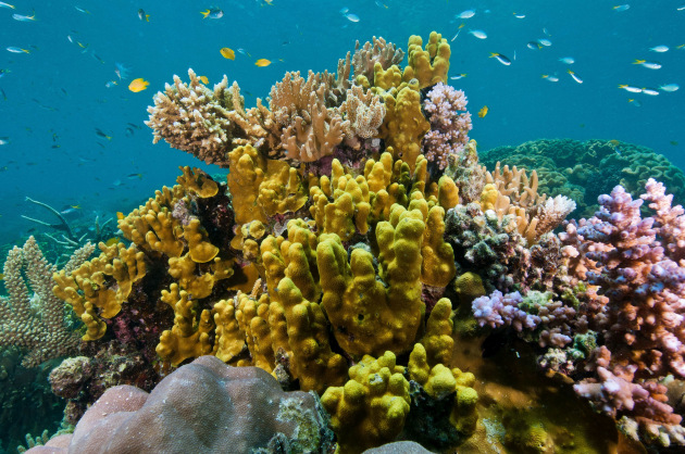 Image courtesy Great Barrier Reef Foundation; Photographer Gary Cranitch Queensland Museum
