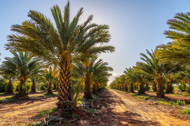 South Australian organic food producers of Medjool dates and strawberries are two of the recipients in the lastest funding round of Woolworths&rsquo; Organic Growth Fund.
Pic: Gurra Downs Date Company